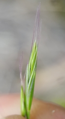 Festuca borbonica