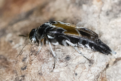 Glipa hilaris