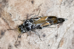 Glipa hilaris