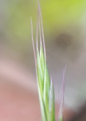 Festuca borbonica