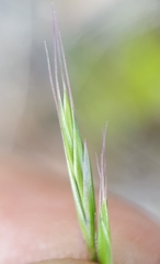 Festuca borbonica