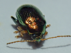 Crepidodera aurea