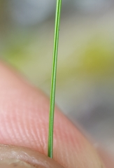 Festuca borbonica