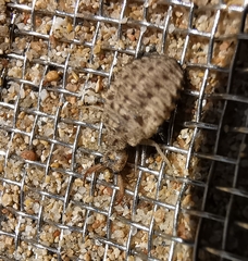 Myrmeleon inconspicuus