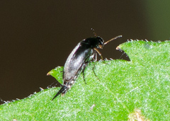Mordella lunulata