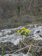 Draba cuspidata