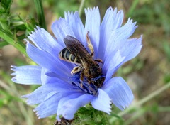 Halictus quadricinctus