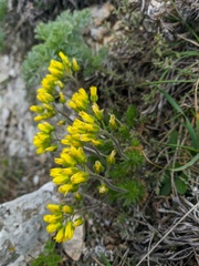 Draba cuspidata