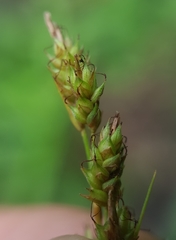 Carex brunnea