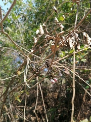 Lonchocarpus guatemalensis