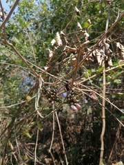 Lonchocarpus guatemalensis