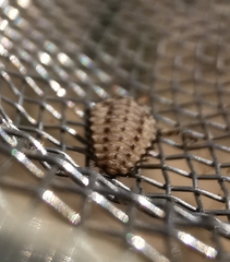 Myrmeleon inconspicuus