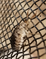 Myrmeleon inconspicuus