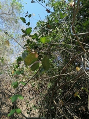 Lonchocarpus guatemalensis