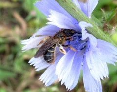 Halictus quadricinctus
