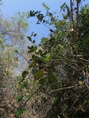 Lonchocarpus guatemalensis