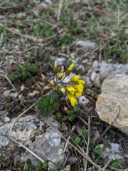 Draba cuspidata
