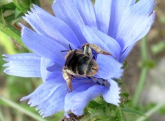 Halictus quadricinctus