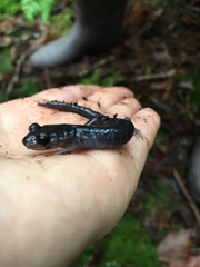 Plethodon metcalfi
