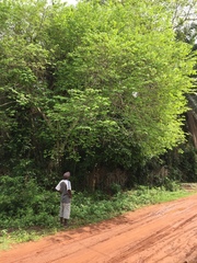 Margaritaria discoidea