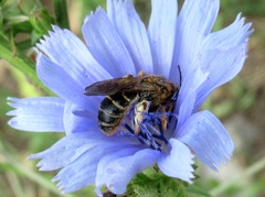 Halictus quadricinctus
