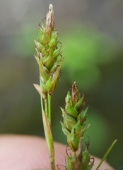 Carex brunnea