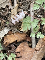 Dicentra cucullaria