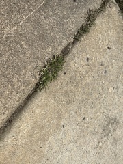 Araneae