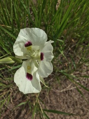 Calochortus eurycarpus