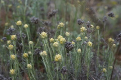 Helichrysum stoechas stoechas