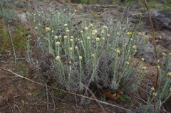 Helichrysum stoechas stoechas
