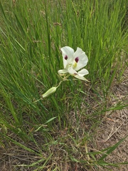 Calochortus eurycarpus