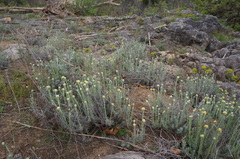 Helichrysum stoechas stoechas