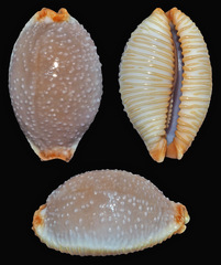 Staphylaea staphylaea