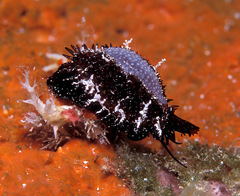 Staphylaea staphylaea