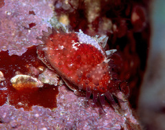 Staphylaea staphylaea