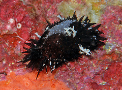 Staphylaea staphylaea