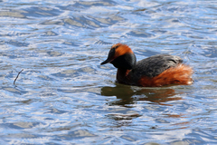 Podiceps auritus