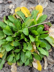 Thlaspi arvense