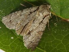 Acronicta tridens
