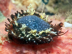 Staphylaea staphylaea