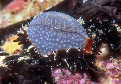 Staphylaea staphylaea