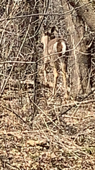 Odocoileus virginianus