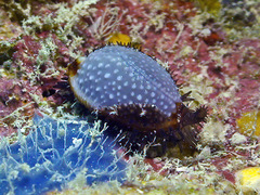 Staphylaea staphylaea