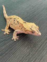 Correlophus