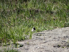 Motacilla alba