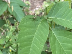 Rainieria antennaepes