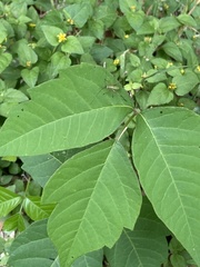 Rainieria antennaepes