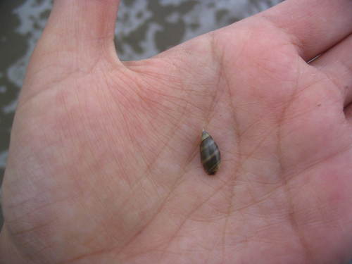 Pachyoliva semistriata