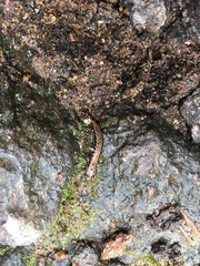 Desmognathus carolinensis